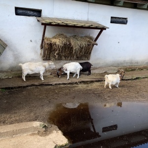 Výlet do Zooparku Zelčín