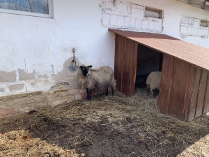 Výlet do Zooparku Zelčín